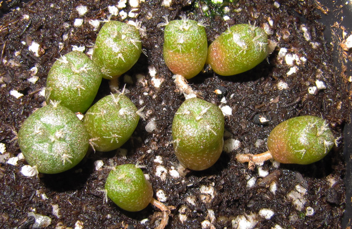 Lophophora Williamsii var. El Oso seven week old seedlings